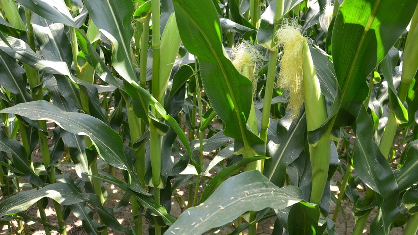 Corn ear on a stalk with long silks