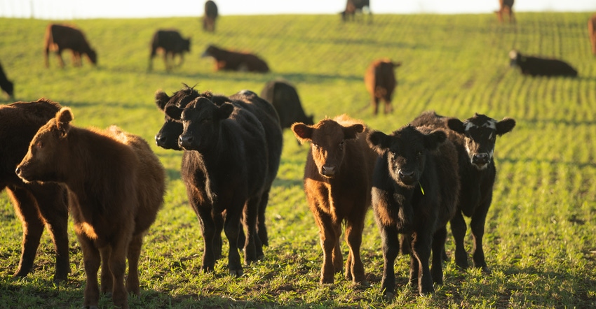 Herd of young calves in meadow Herd of young calves in meadow