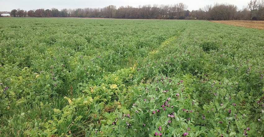 lush green field of cover crops