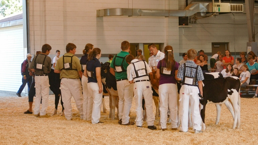 Kids show dairy cattle at the fair