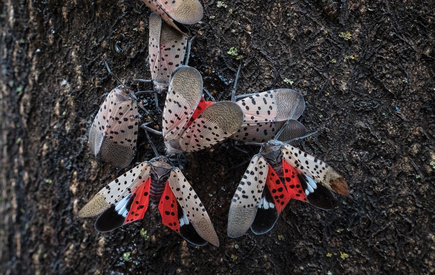 GL0422-USDA-spotted-lanternfly.jpg GL0422-USDA-spotted-lanternfly.jpg