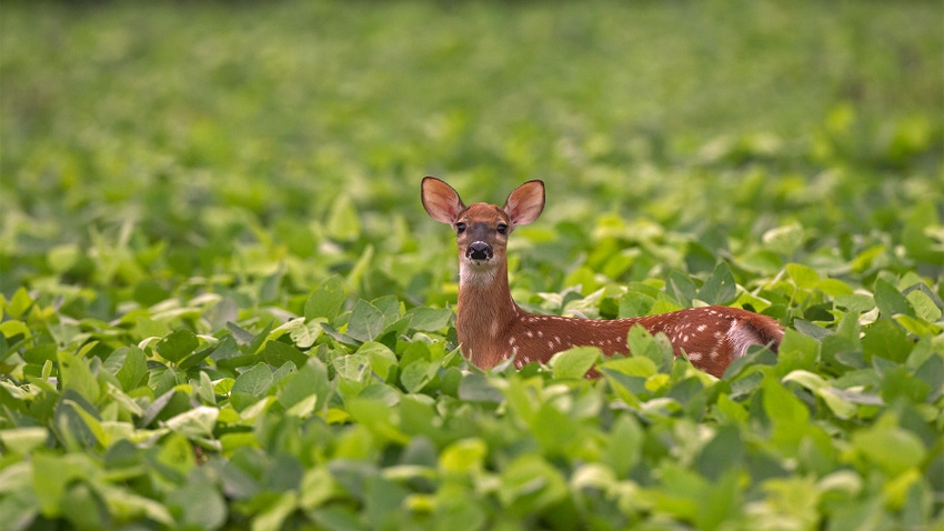 White-tailed deer fawn in crop field