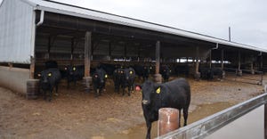 beef cattle standing in barn 