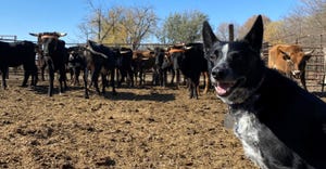 Cattle herding dog working in field
