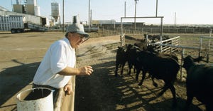 Male rancher watching cattle run through gate