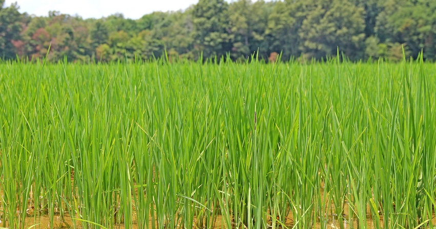 rice-flooded-staff-dfp-2151copy.jpg