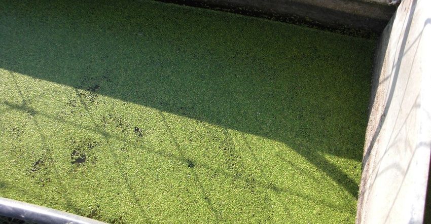 Blue-green algae in farm water supplies - Beef Central
