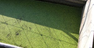 Algae-filled water tank
