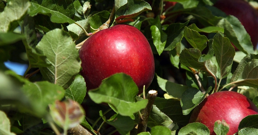 Cosmic Crisp apples.