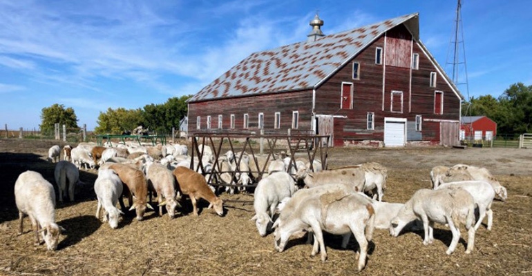 Sheep and barn