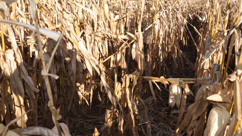 a dried-down cornfield with windstorm damage