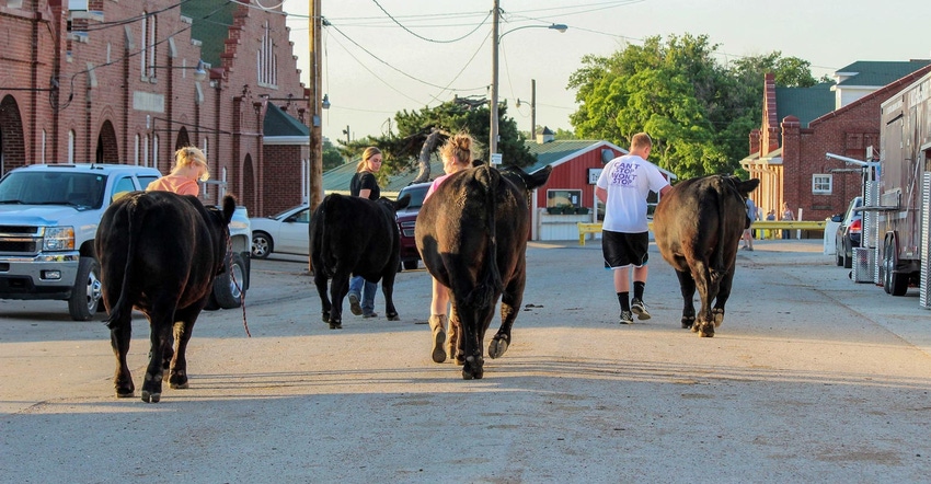 Exhibitors walking cattle on a road