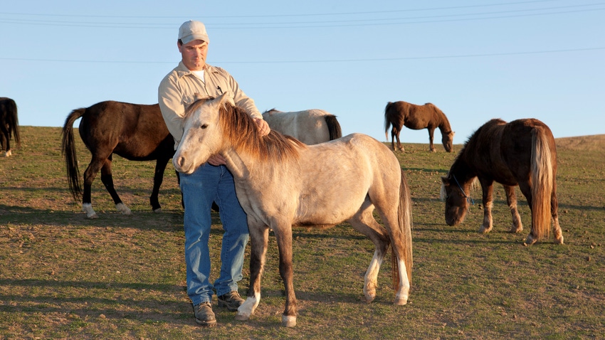 Researcher with wild horses