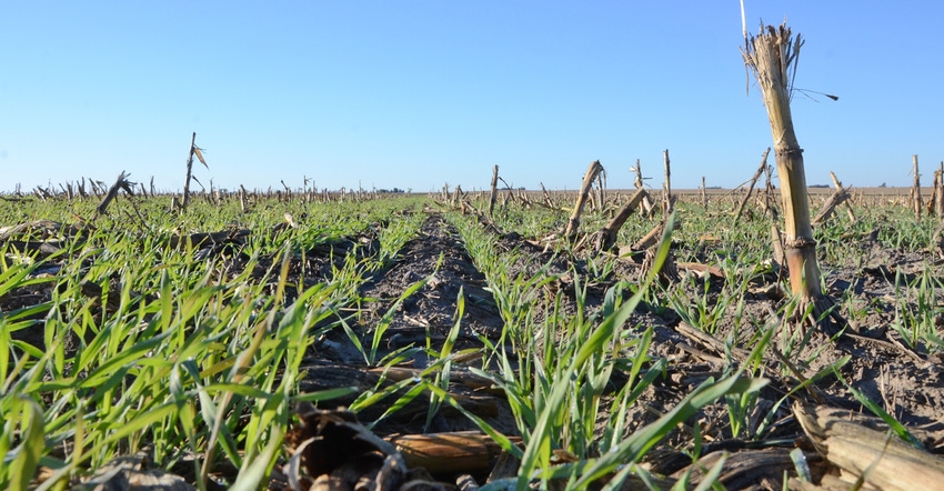 ground-level closeup view of green cover crop growing in corn stubble