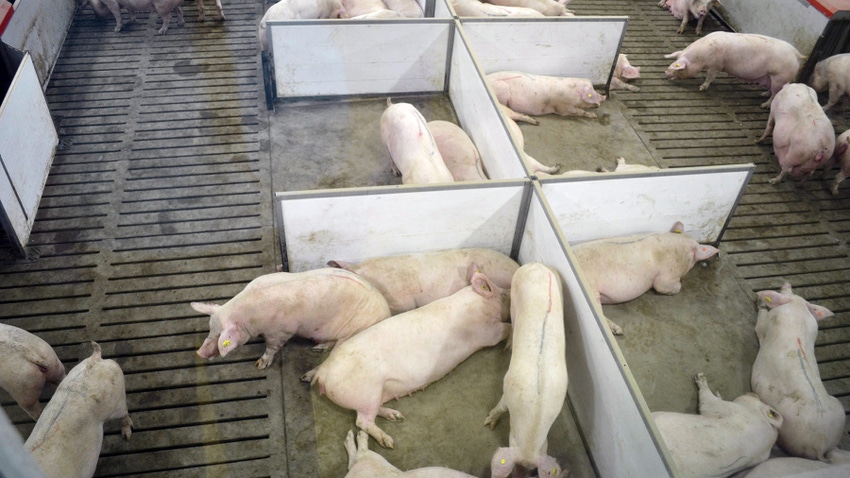 overhead view of sows in barn
