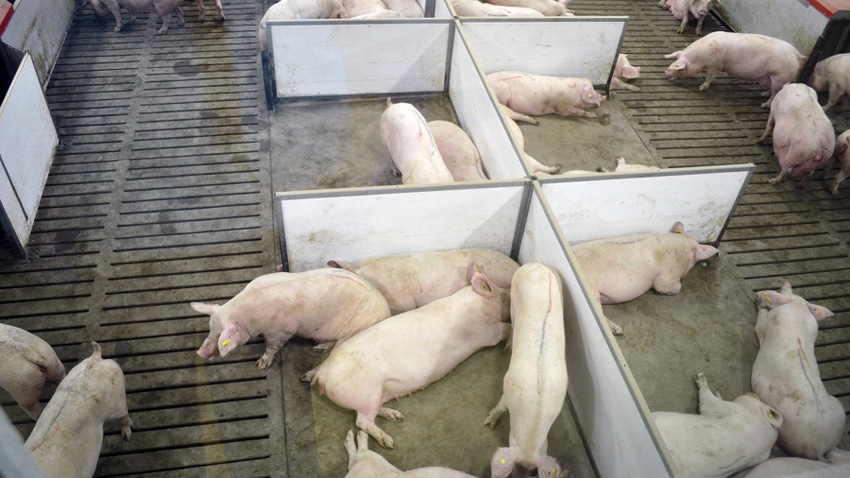 overhead view of sows in barn overhead view of sows in barn