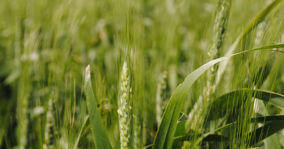 New wheat and triticale varieties from Nebraska fill a need