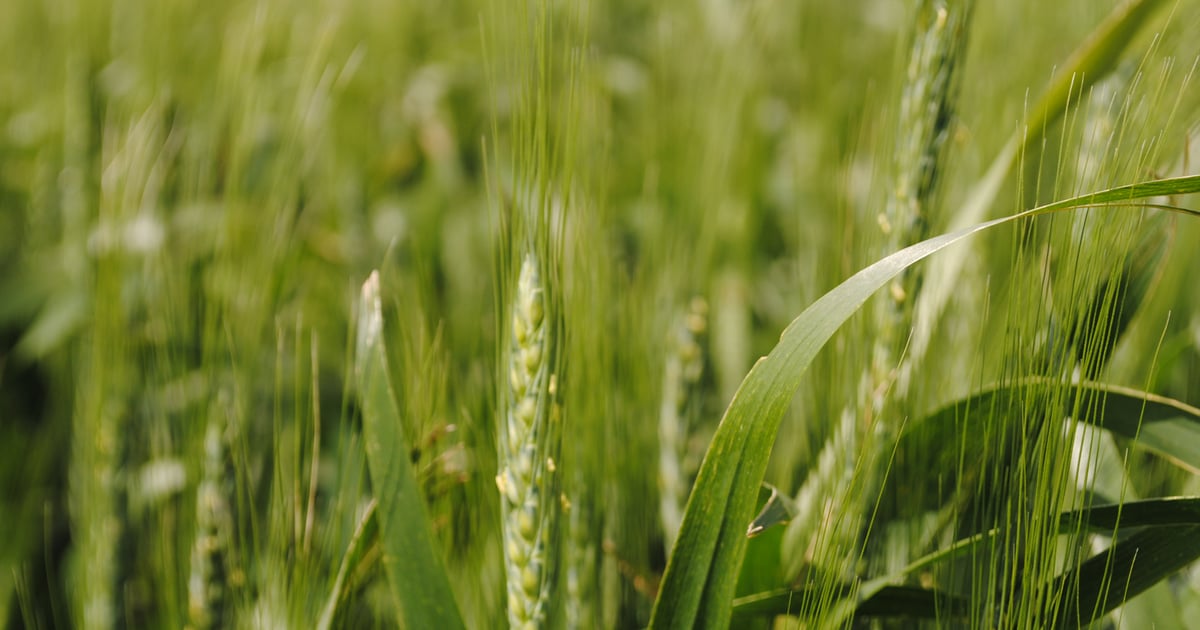 New wheat and triticale varieties from Nebraska fill a need