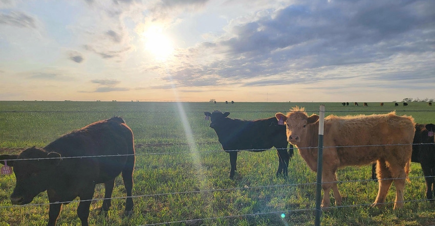 swfp-shelley-huguley-livestock-sunset.jpg swfp-shelley-huguley-livestock-sunset.jpg