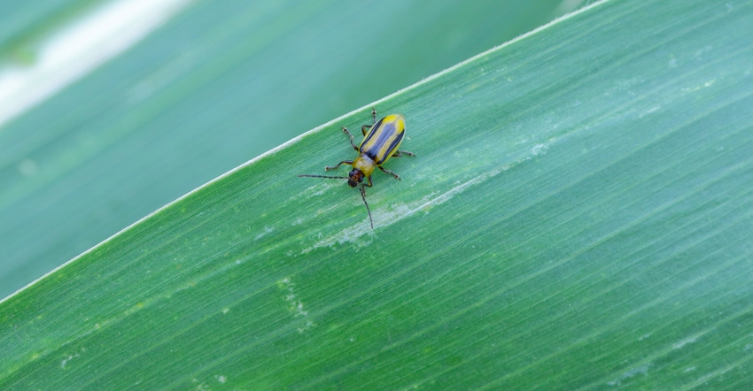 western corn rootworm 