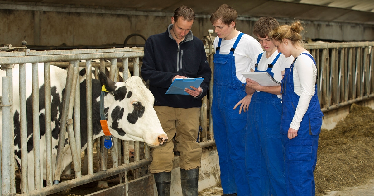 Dairy scholarships awarded to MSU students