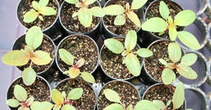 young waterhemp plants growing in individual pots in a greenhouse