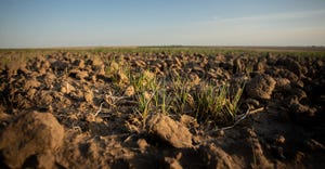 Wheat fields suffering from drought