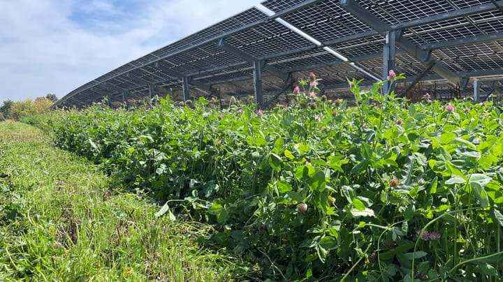 Solar offers new opportunities for forage production