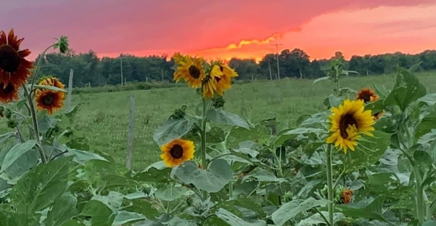 sunflowers at sunset sunflowers at sunset
