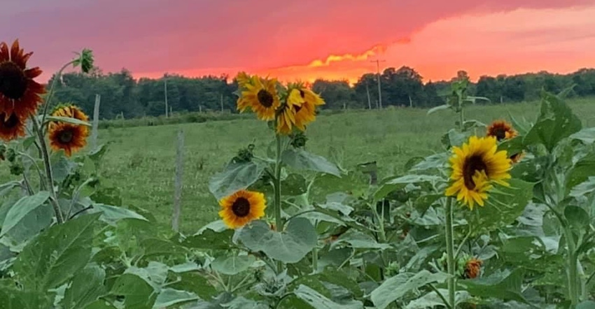 sunflowers at sunset