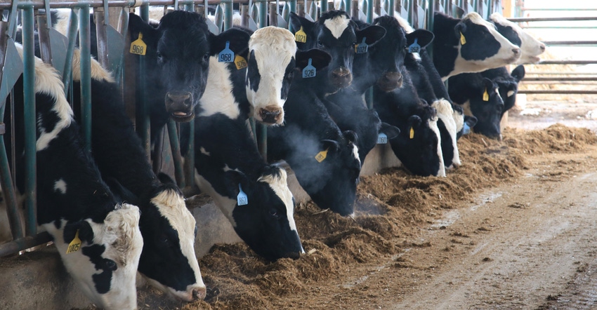 dairy cows feeding in barn