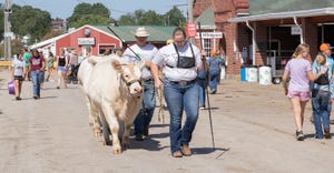 cow being walked at Missouri State Fair