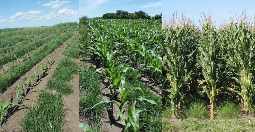 Corn with a perennial grass groundcover