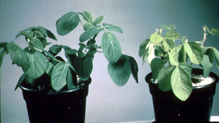 Potted soybean plants in a greenhouse