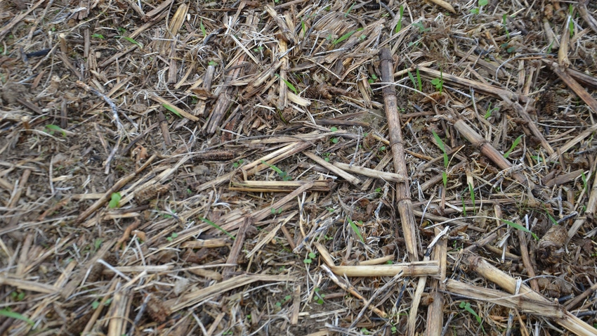 Soybean stubble on the ground with sprouts of green cover crops peeking through