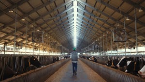 Farmer walking inside a dairy barn