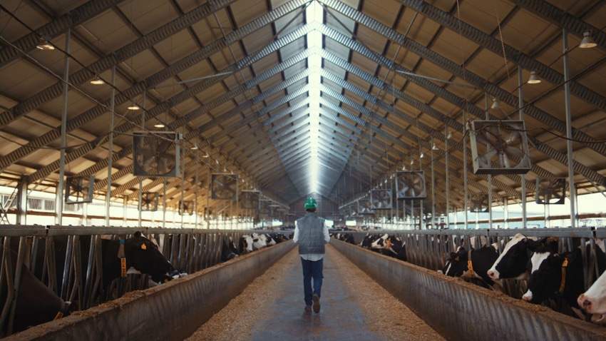 Farmer walking inside a dairy barn Farmer walking inside a dairy barn