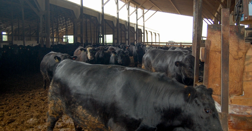 Close up of cattle inside a barn