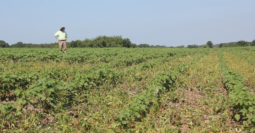 Steckel Weedy Cotton Field web