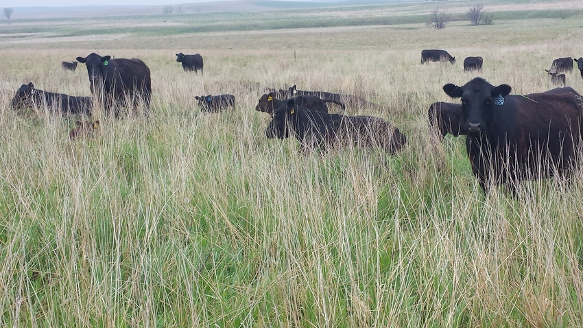 Chad Njos cattle in dense, tall forage
