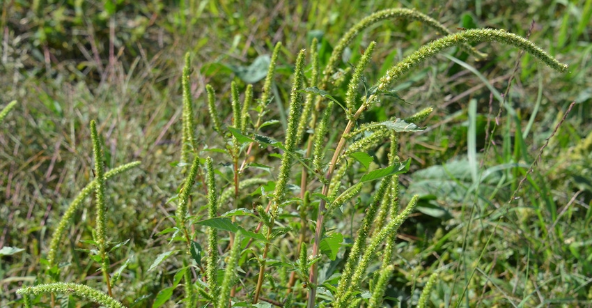 Palmer amaranth plant