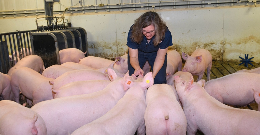 Tami Brown-Brandl checks over finishing hogs that are part of the research project at the USDA Meat Animal Research Center in