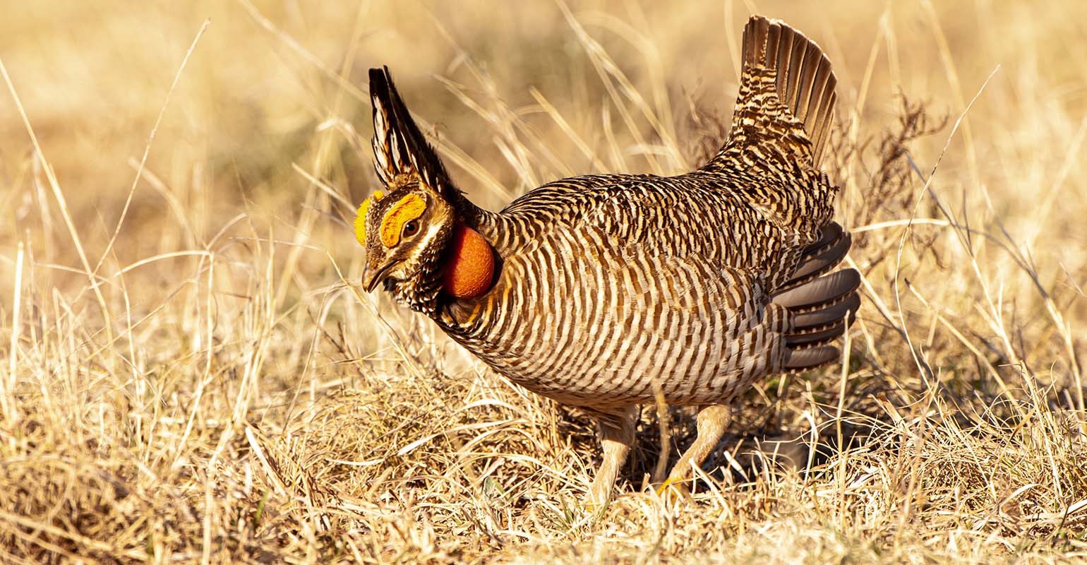 Lesser prairie-chicken put on endangered list