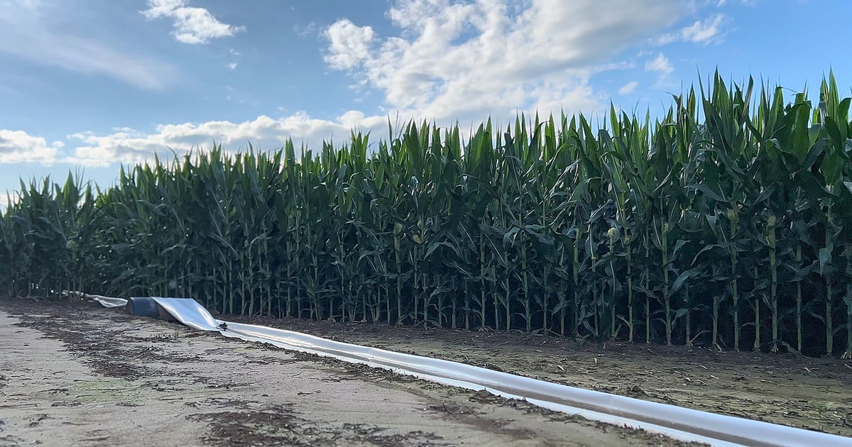 Rice, soybean irrigation costs vary widely across eastern Arkansas