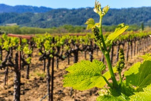 Napa County wine grape vineyard.
