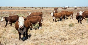herd of grazing cattle