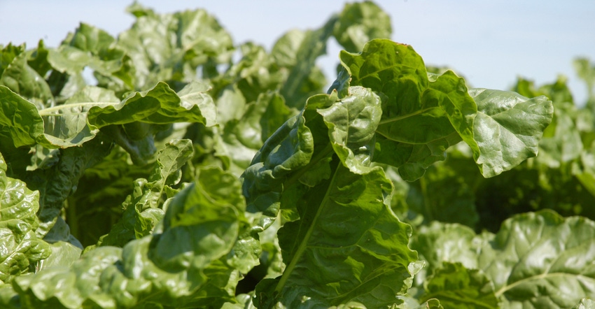 Sugarbeet leaves in a field