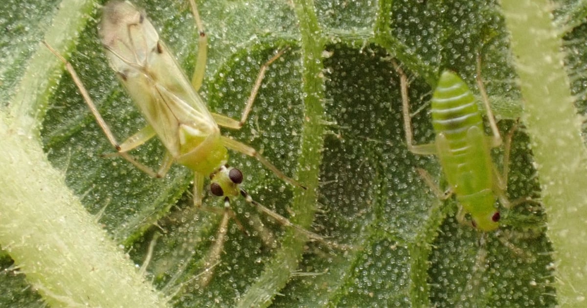 Sesame growers: Watch for mirids, sesame leafrollers