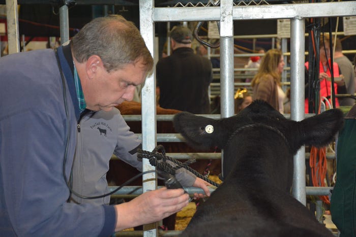 An exhibitor prepares an Angus for show at the Pennsylvania Farm Show 