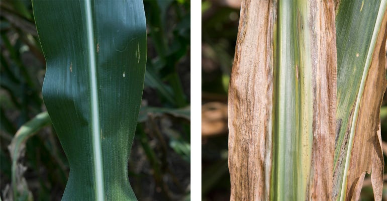 A corn plant with Dekalb Disease Shield genetics (left) has enhanced protection against Goss’s wilt compared to a non-resistant corn hybrid (right).